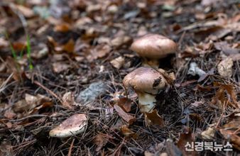 영덕군, 경북산불 피해 딛고 송이 생산 1위 기적 신화