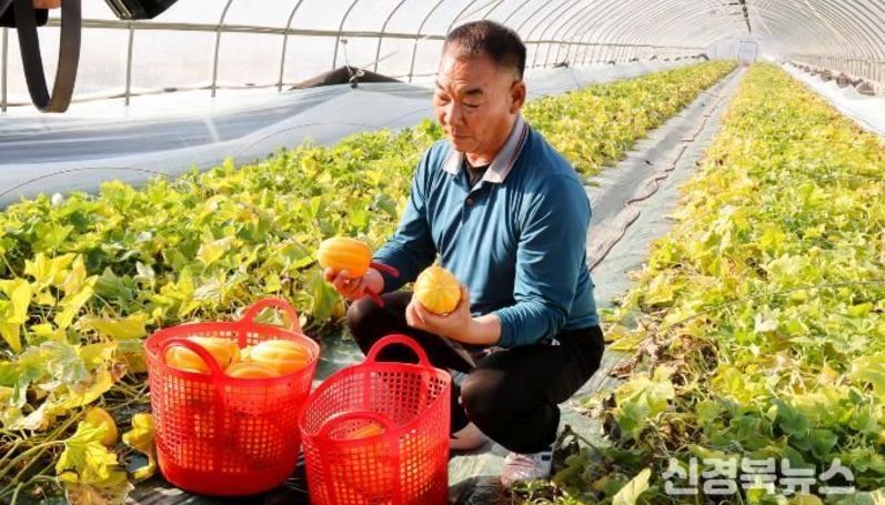 성주군, 황금빛 설렘의 시작! 2026년산 성주참외 첫 출하