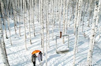 하얀 눈 속 자작나무숲, 영양의 기적이 되다