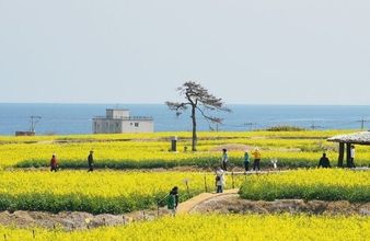 호미반도 유채꽃 만개…100ha 경관농업 단지 방문객 맞이