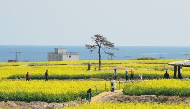 호미반도 유채꽃 만개…100ha 경관농업 단지 방문객 맞이