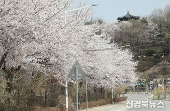 한천 제방길 ‘야간 벚꽃길’로 변신…경관조명·줄장식 설치