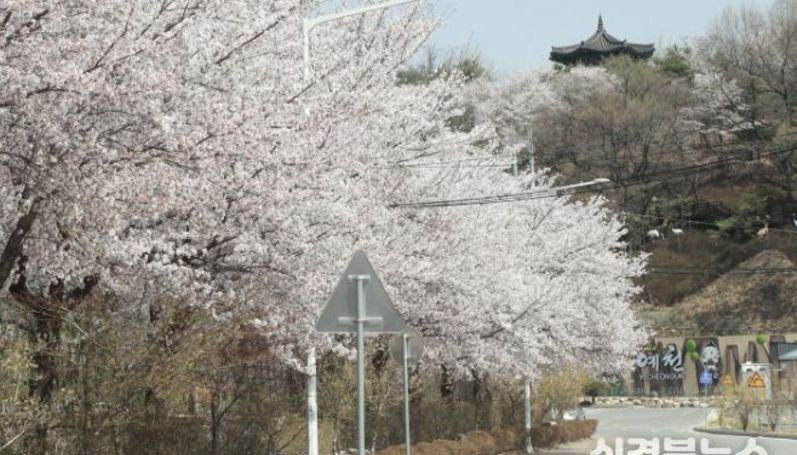 한천 제방길 ‘야간 벚꽃길’로 변신…경관조명·줄장식 설치