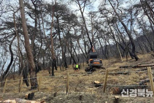 의성군, 산불 피해목 제거사업 2026년까지 추진…생활권 보호 총력