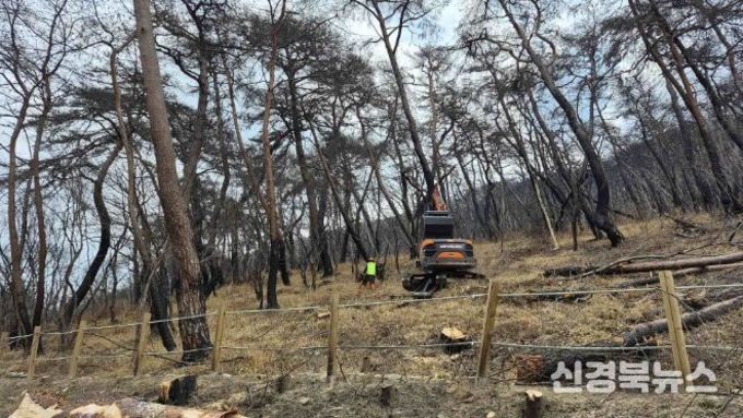 의성군, 산불 피해목 제거사업 2026년까지 추진…생활권 보호 총력