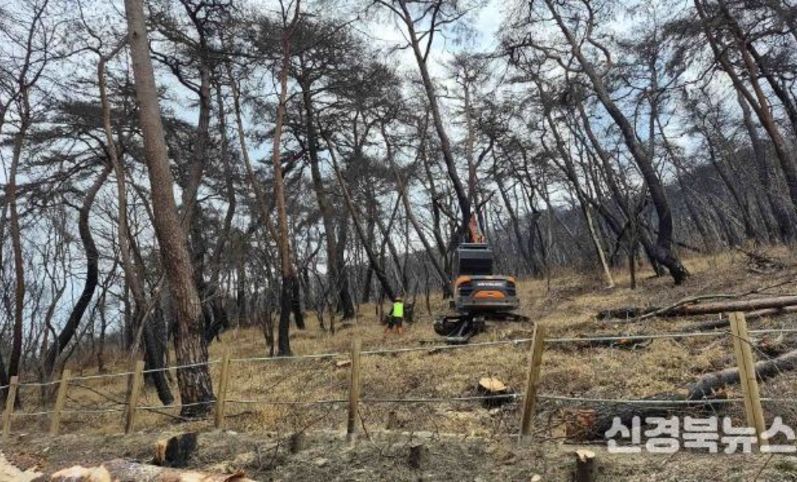 의성군, 산불 피해목 제거사업 2026년까지 추진…생활권 보호 총력