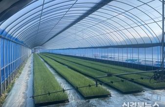 김천시, 기후 위기 뚫은 ‘스마트 공정 육묘’ 양파 생육 격차로 증명