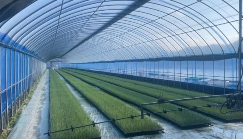 김천시, 기후 위기 뚫은 ‘스마트 공정 육묘’ 양파 생육 격차로 증명