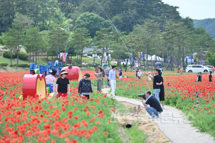 [크기변환]240602보도자료(청송군, 500년 역사를 넘어 천년의 약속으로[제1회 청송백자축제] 성황리 개최-꽃양귀비 조성).JPG