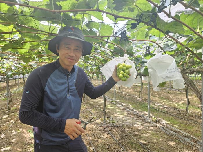 [크기변환](상주시 기술보급과)상주 샤인머스켓 본격 수확 (2).jpg