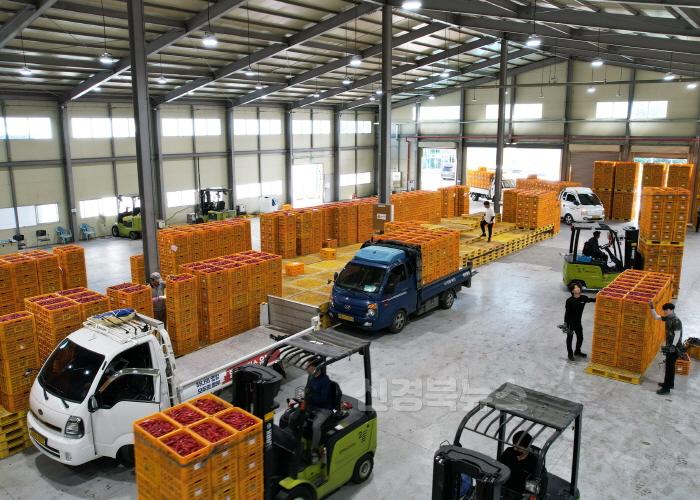 [크기변환]1-3 사진(영양군， 홍고추 수매로 명품 빛깔찬 생산에 박차!).jpg