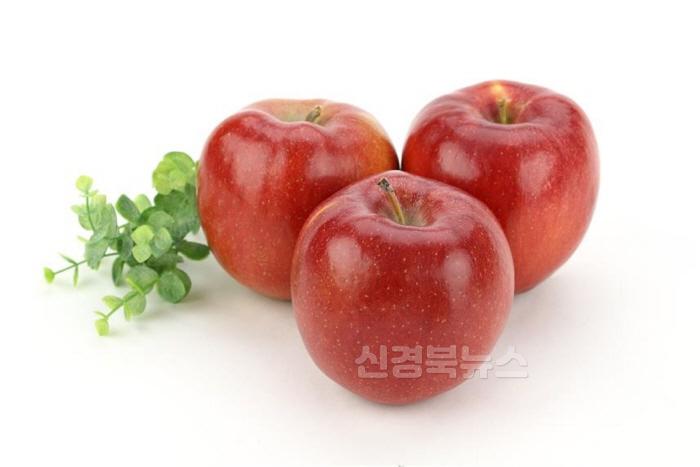[크기변환]0812 ‘감로’ 사과 안동 지역특화품종 육성사업 준비 박차! (2).jpg