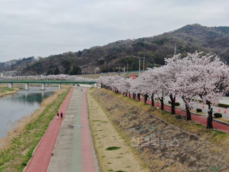 김천 명품가로수길... 산림청 ‘우수관리 가로수길’ 선정-산림녹지과(사진3).JPG