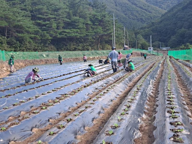 10 [사진] 신녕면 새마을회, 사랑 나눔 실천을 위한 배추심기 (2).jpg