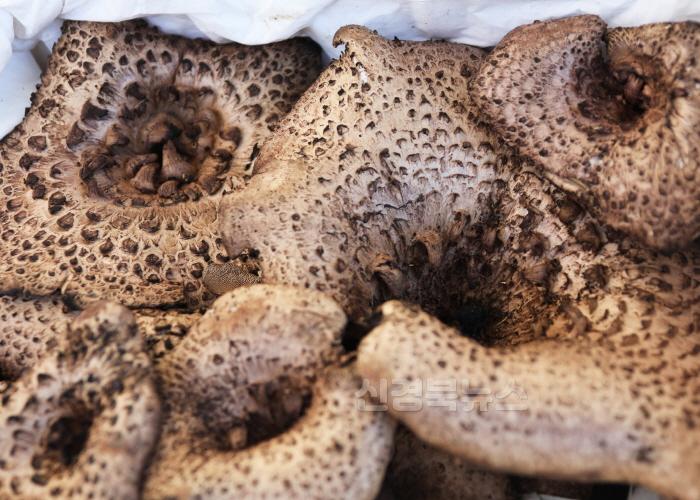 [크기변환]23년 능이버섯축제.jpg