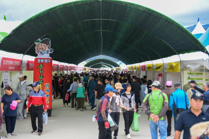 [크기변환]영주-1-2(지난해 사진)최고 품질의 풍기인삼을 사려는 방문객들로 붐비는 축제장.jpg