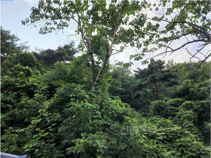 도로변 덩굴.JPG