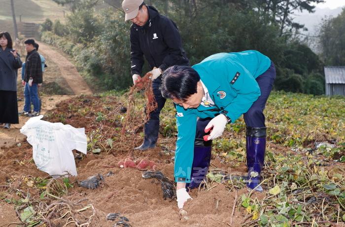 [크기변환]성주군사진(달콤한 고구마로이웃 사랑 나눠요!)-2.jpg