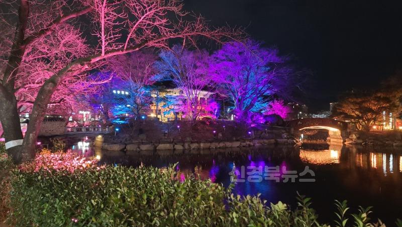 교동 연화지, 벚나무와 빛의 향연-산림녹지과(사진3).jpg
