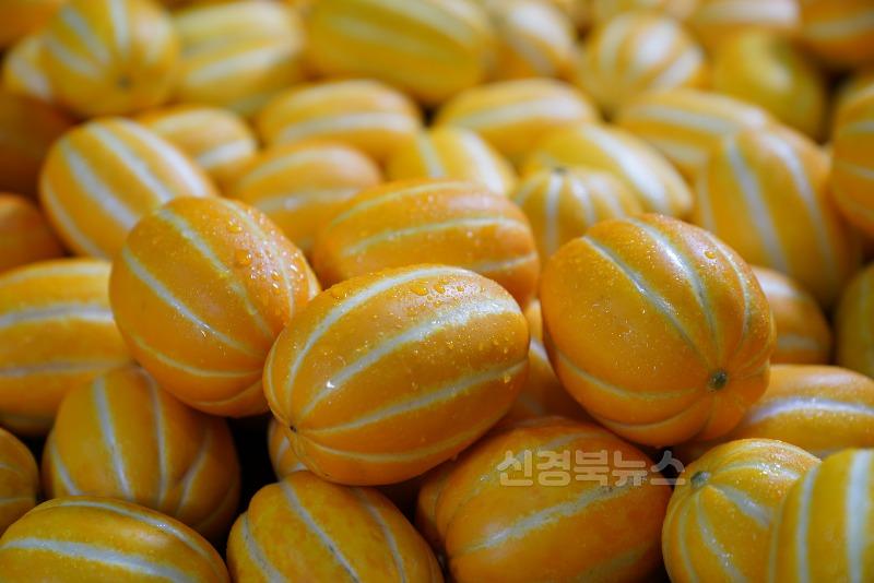 성주군사진(기획보도-성주참외 3대 혁신운동을 통한 참외산업 성장발판 마련) (1).JPG