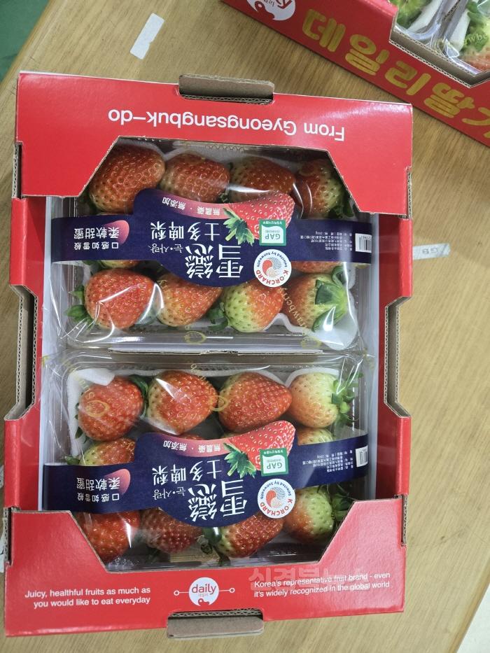 [크기변환]01.15-4 보도자료(고령딸기 daily 첫 수출)(1).jpeg