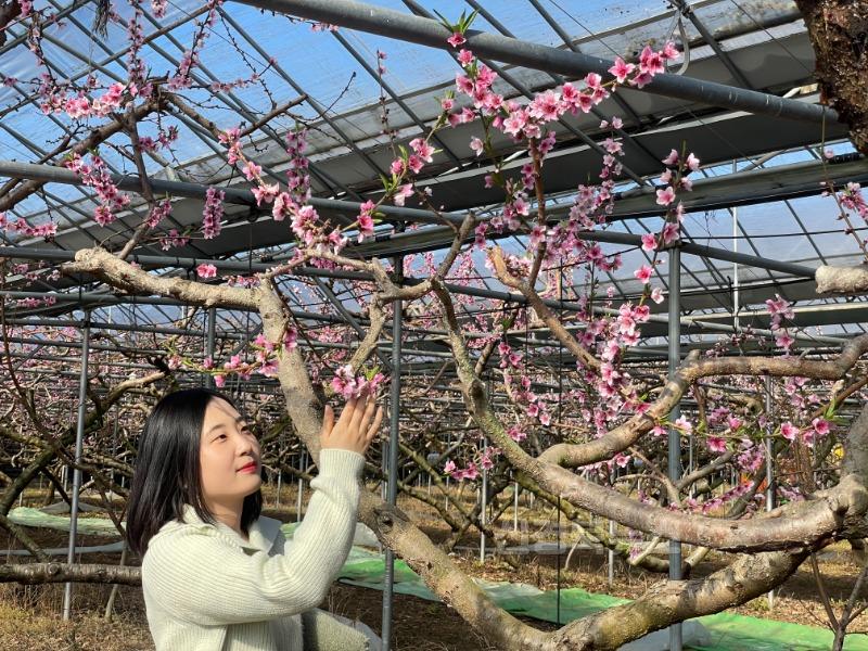 [경산시보도자료]경산 복숭아 하우스, 봄을 알리는 첫 꽃망울 터뜨려(1).jpg
