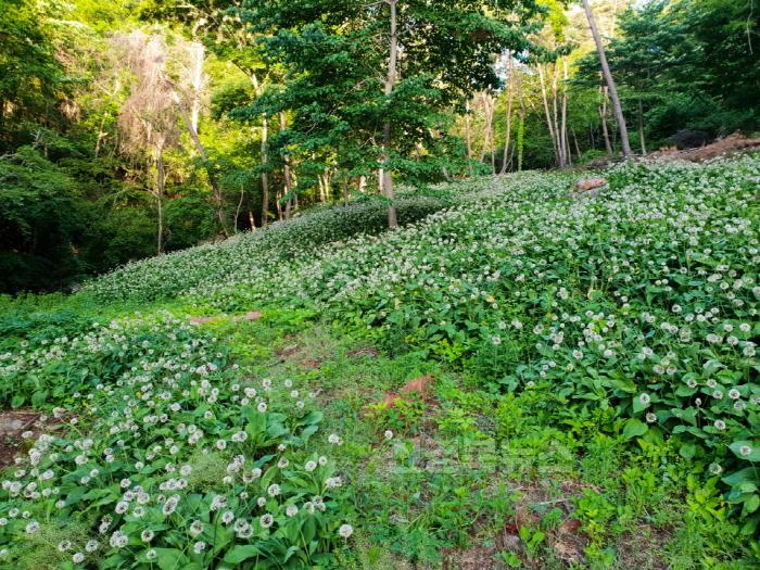 [크기변환]영주-1-2 영주시 단산면 마락리 임산물(산마늘) 재배지.jpeg