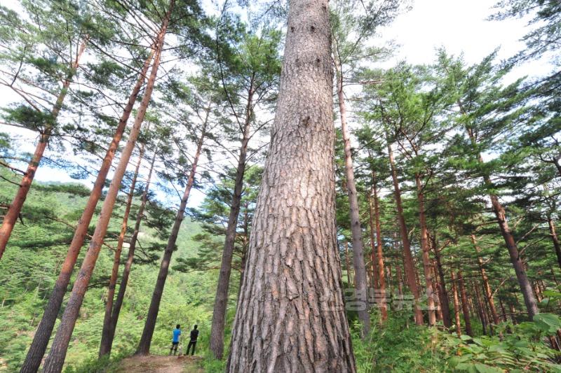 1. 금강소나무 숲(경북 봉화군).JPG