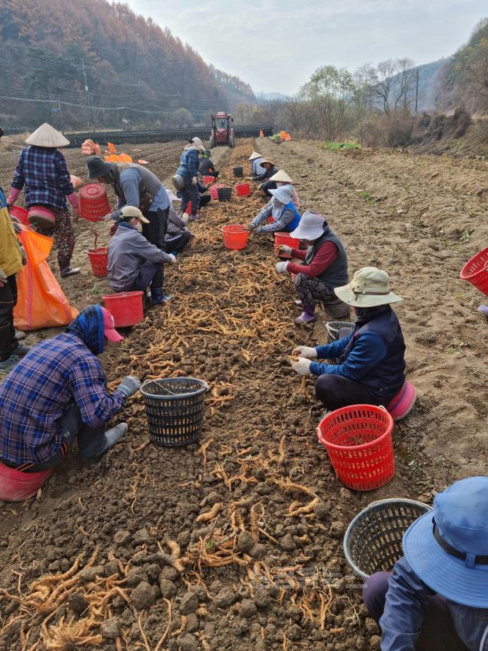 [크기변환]외국인 계절근로자 농작업 현장사진1.jpg