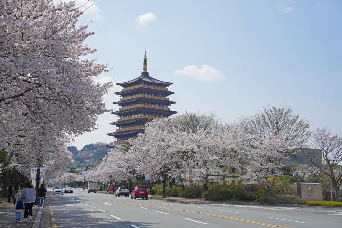 [크기변환]6. 황룡원 벚꽃.JPG