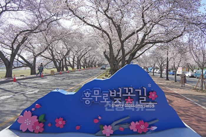 [크기변환]4. 흥무로 벚꽃.JPG