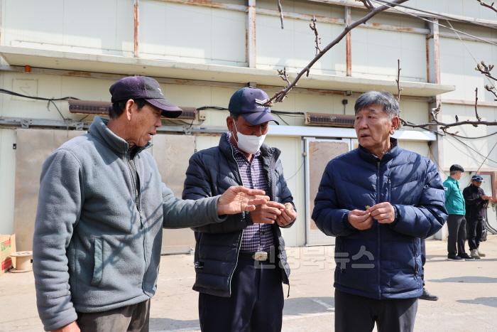 [크기변환]250331 저온피해 배 농가 방문 (12).JPG