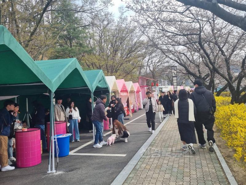 달라진 연화지 벚꽃, 내년이 더 기대된다-관광진흥과(사진7).jpg