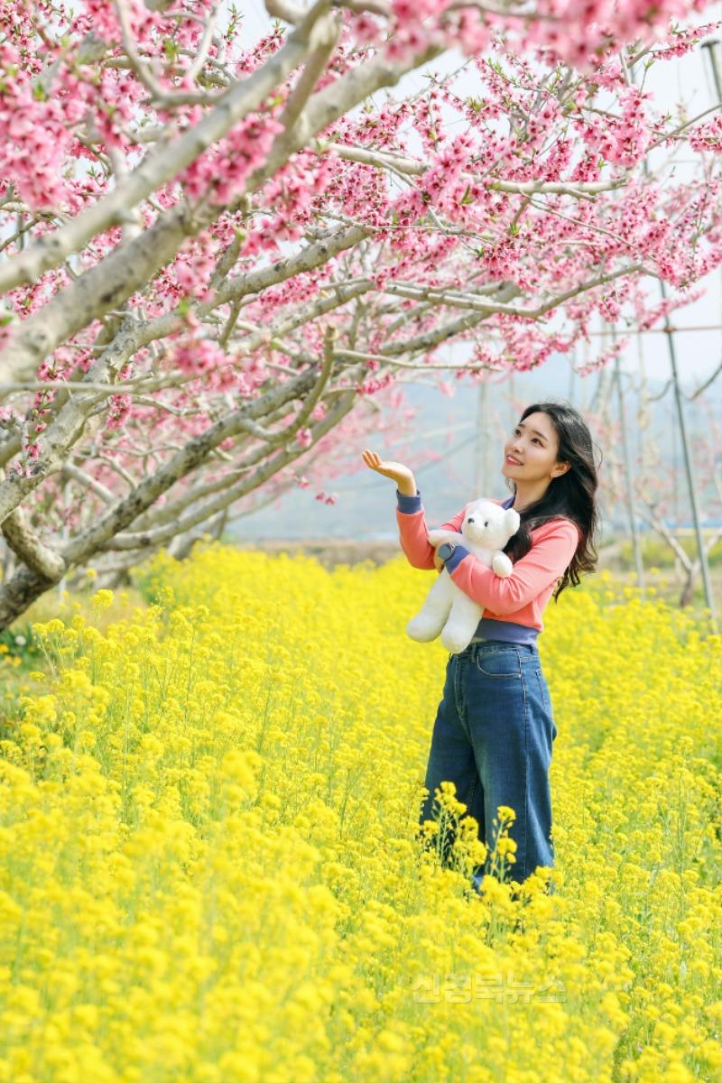 기획예산실) 청도군, 분홍빛으로 물들다1.jpg