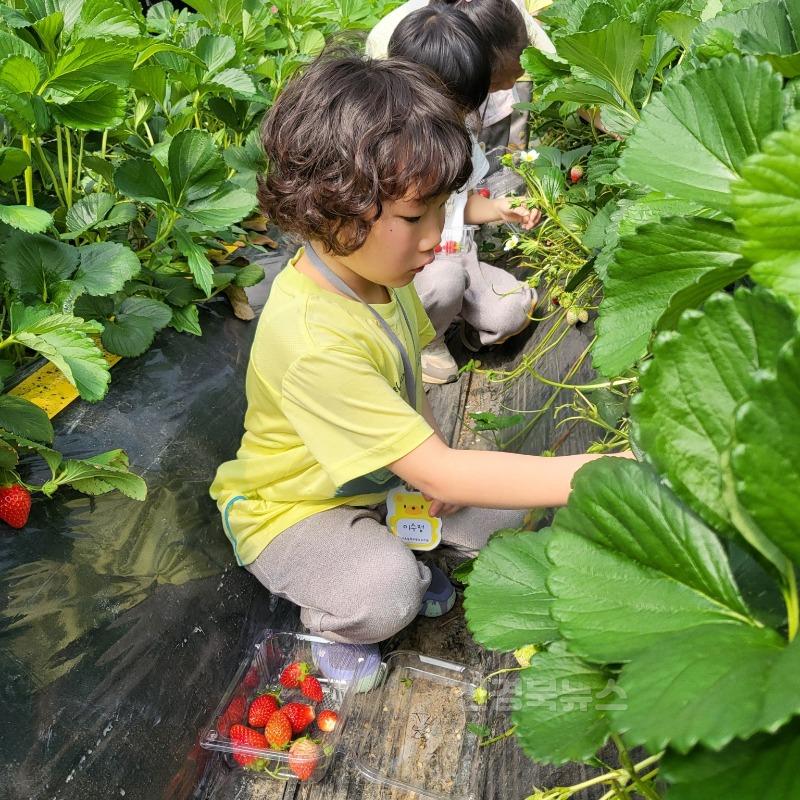 [이서초]이서초병설, 유치원 공동교육과정 딸기농원 체험학습 실시1.jpg