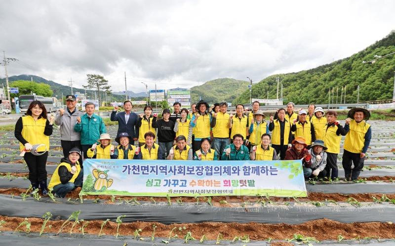 성주군사진(2025년 가천면지역사회보장협의체 고구마 모종 정식)-1.jpg
