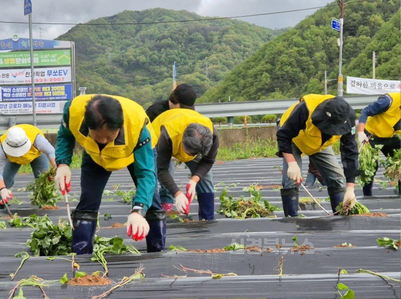 성주군사진(2025년 가천면지역사회보장협의체 고구마 모종 정식)-3.jpg