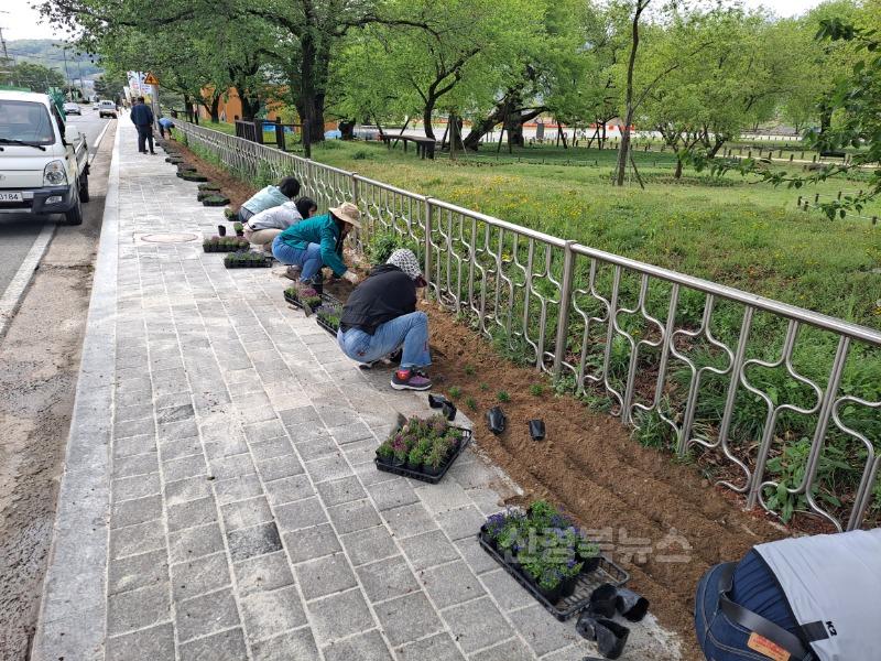 성주군사진(성주읍 주민자치위원회  봄맞이 꽃길 조성).jpg