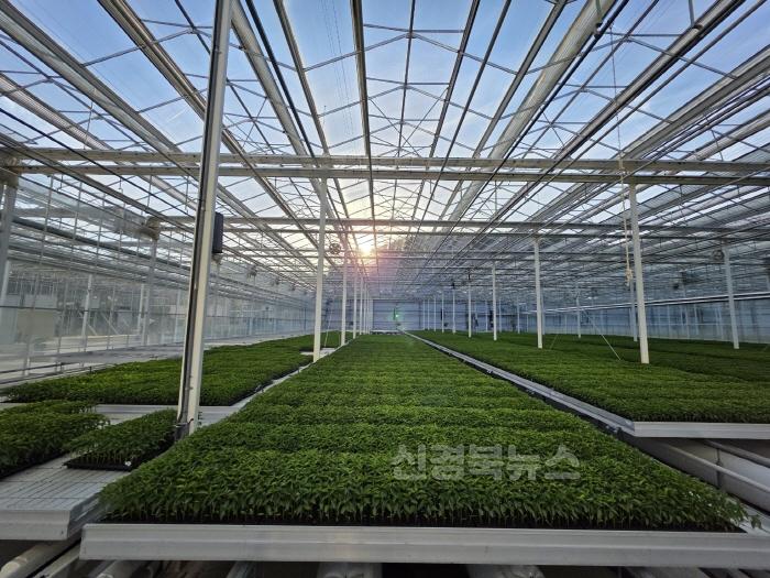 [크기변환]1._영양농업기술센터_모종은행에서_농가로_공급할_고추묘.jpg