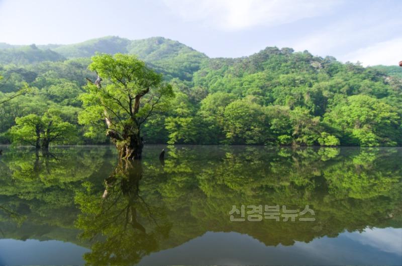 250428보도자료(여행이 곧 기부! 청송으로 떠나자[청송군, 개별관광객 인센티브 지원 사업 실시]-주산지) (2).jpg