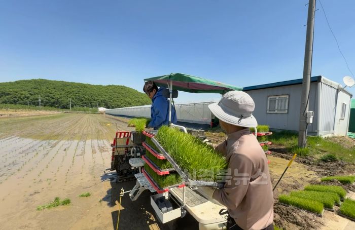 [크기변환]모내기2.jpg