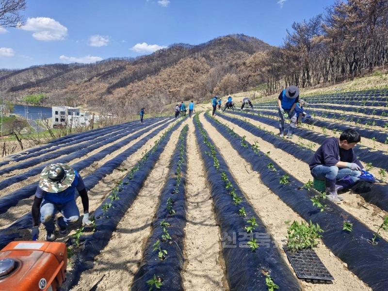 0430 농촌진흥청 국립농업과학원  산불피해 농가 고추정식 일손 돕기 지원 (3).jpg