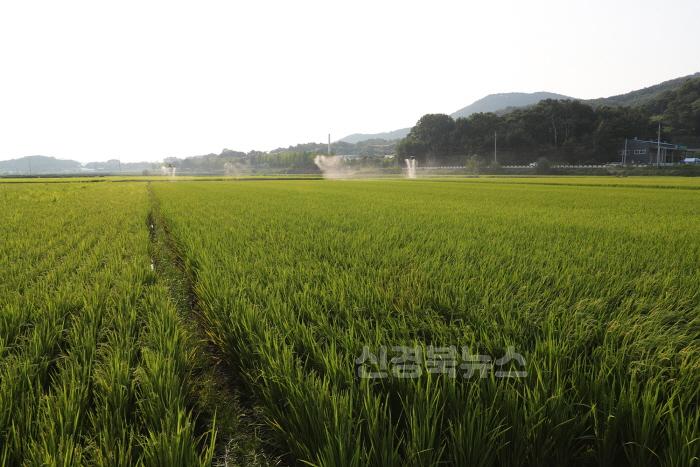 [크기변환]0506 안동시  쌀값 안정 위한 벼 재배면적 조정제 추진.JPG