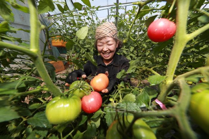 [크기변환](예천군)봄철 감천 돌토마토 본격 출하 시작 (2).JPG