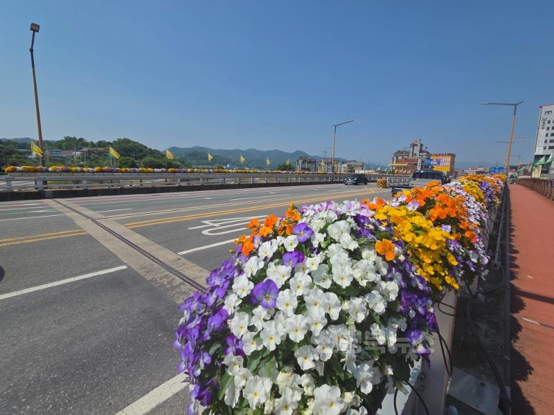 성주군사진(성주읍  축제맞이 시가지 꽃길조성 완료).jpg