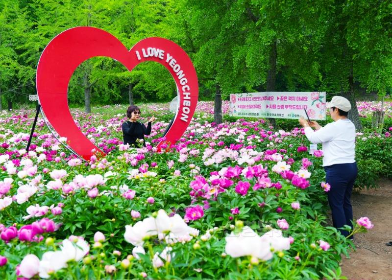8 [사진] 작약꽃 물결 속으로… 영천 작약꽃 나들이 열기 ‘후끈’ (2).jpg