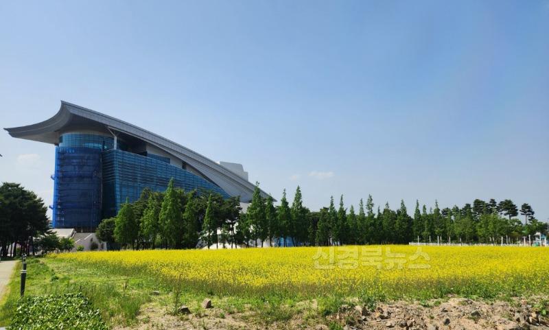 2-3. 경주시는 형산강 유휴부지를 정비해 형산강변 갓꽃단지를 조성했다(3).jpg