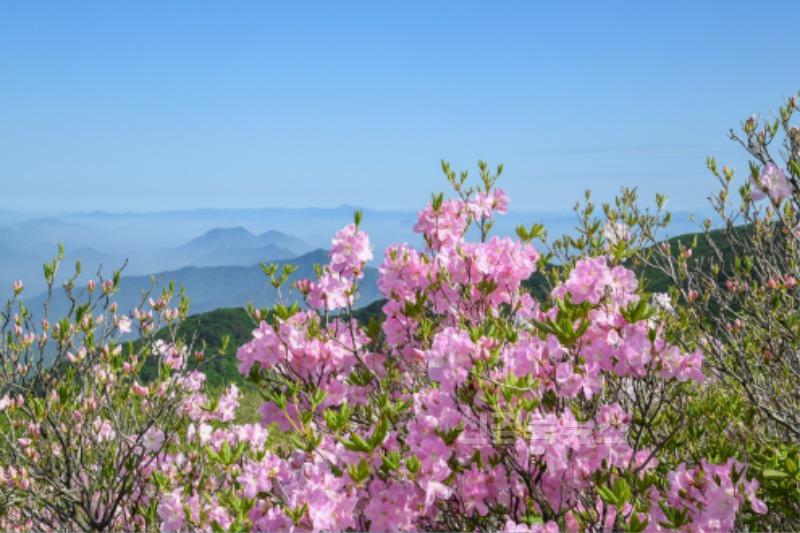 영주-1-2 소백산에 철쭉 핀 모습.jpg