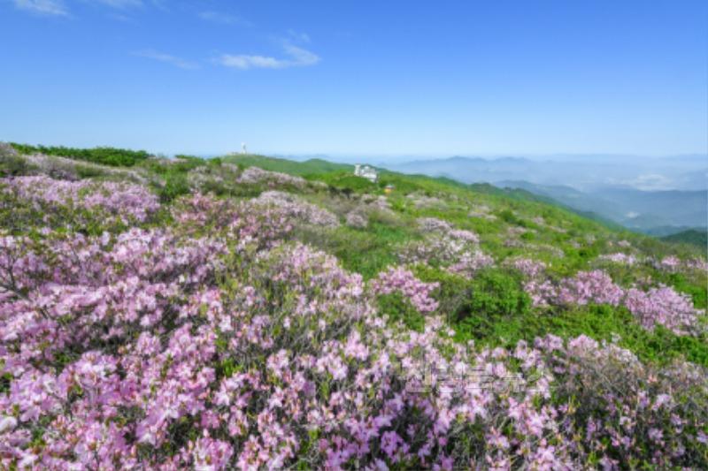 영주-1-1 소백산에 철쭉 핀 모습.jpg