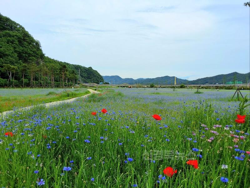 05.26-4 보도자료(어북실, 고령의 새로운 명소로 떠오르다)(2).jpg